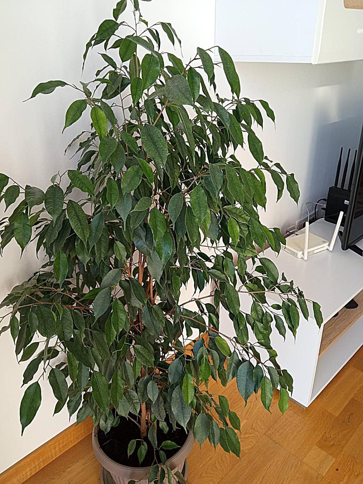 Renta Apartman Podgorica Extérieur photo